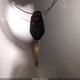 4S3BNBD69F3035082 2015 Subaru Legacy 2.5I Premium auction photo thumbnail 11