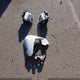 5NMJECAE6PH186008 2023 Hyundai Tucson Limited auction photo thumbnail 12