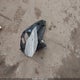 2C4RC1BG2KR627578 2019 Chrysler Pacifica Touring L auction photo thumbnail 12