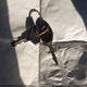 1J4FA39S76P753726 2006 Jeep Wrangler X auction photo thumbnail 11