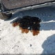 JHMGE8G56BC007812 2011 Honda Fit Sport auction photo thumbnail 14