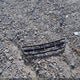 1HGCS2B81CA011403 2012 Honda Accord 3.5 Ex-L auction photo thumbnail 12