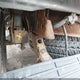 1FTZR45E57PA88599 2007 Ford Ranger Fx4 Level Ii/Fx4 Off-Road/Sport/Xlt auction photo thumbnail 17