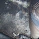 4T1BF1FK5EU774715 2014 Toyota Camry Se auction photo thumbnail 6