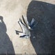 SALCR2RX8JH757545 2018 Land Rover Discovery Sport Hse auction photo thumbnail 12