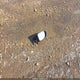 1D7HL38X93S376790 2003 Dodge Dakota Sport/Sxt auction photo thumbnail 12