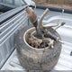1C6RR7NT5GS121458 2016 Ram 1500 Laramie auction photo thumbnail 12