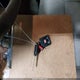 1FTRX12819KB99525 2009 Ford F-150 Xlt auction photo thumbnail 11