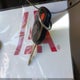 1FMCU0D75CKA62197 2012 Ford Escape Xlt auction photo thumbnail 11