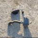 1FTYR14V52PB71907 2002 Ford Ranger Edge/Tremor/Xl/Xlt auction photo thumbnail 11