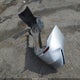 4T1K61AK5MU511842 2021 Toyota Camry Xse auction photo thumbnail 12