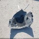 2C3CDXHG3GH186753 2016 Dodge Charger Sxt auction photo thumbnail 12