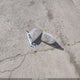 4T3ZF13C71U365984 2001 Toyota Sienna Le auction photo thumbnail 12