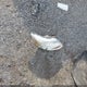 1FADP3F25EL354034 2014 Ford Focus Se auction photo thumbnail 12