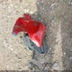 3TMCZ5AN5HM047303 2017 Toyota Tacoma Trd Sport auction photo thumbnail 12