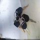 1FD7X2A64GEC87909 2016 Ford F-250 Xl auction photo thumbnail 11