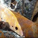4TARN01P3RZ277315 1994 Toyota Pickup 1/2 Ton Short Whlbse Dx auction photo thumbnail 9