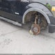 1FTFX1ET2CFA32688 2012 Ford F-150 Fx4 auction photo thumbnail 6