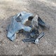 2T1BURHE6FC319614 2015 Toyota Corolla Le auction photo thumbnail 11