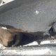 1C3CDFBB2FD278651 2015 Dodge Dart Sxt auction photo thumbnail 14