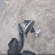 KL79MMS29MB168194 2021 Chevrolet Trailblazer Fwd Ls auction photo thumbnail 12