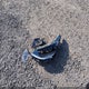 5NPEH4J25MH109150 2021 Hyundai Sonata Limited auction photo thumbnail 12