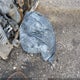 ZACCJABT6GPE16758 2016 Jeep Renegade Latitude auction photo thumbnail 11