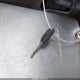 1FMRU15W54LB14218 2004 Ford Expedition Xlt auction photo thumbnail 11