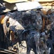 1C6SRFLT5MN692960 2021 Dodge Ram 1500 auction photo thumbnail 15