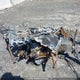 SN1FJE8PXNC229942 2022 Polaris Titan 800 Adventure auction photo thumbnail 13