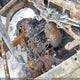 1C6RR7FG7MS598387 2021 Ram 1500 Classic Tradesman auction photo thumbnail 10