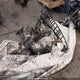 2BPSCYLA7LV000159 2020 Skidoo Summit auction photo thumbnail 4