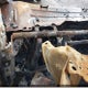 1FMCU9FD2HUC36245 2017 Ford Escape auction photo thumbnail 7