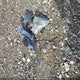 WDDZF4KB4JA376794 2018 Mercedes-Benz E 300 4Matic auction photo thumbnail 12