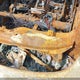 5XYPHDA5XKG548920 2019 Kia Sorento auction photo thumbnail 18