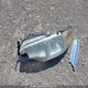 3N1CB51D32L590645 2002 Nissan Sentra Xe/Gxe auction photo thumbnail 12