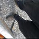 2TZTDF127PT006072 2023 Trailer Domestic auction photo thumbnail 12
