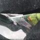 1C4RJFAG7MC688456 2021 Jeep Grand Cherokee Altitude auction photo thumbnail 19