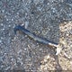 4T1G11AK2MU573087 2021 Toyota Camry Se auction photo thumbnail 11