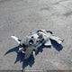 KMHD84LF4HU137122 2017 Hyundai Elantra Gl auction photo thumbnail 12