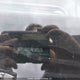 3KPF34AD7PE595375 2023 Kia Forte Ex/Ex+/Ex Premium auction photo thumbnail 18