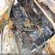 2HGFC2F63JH036482 2018 Honda Civic auction photo thumbnail 10