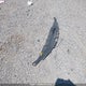 4T1BK46KX9U091752 2009 Toyota Camry Le V6 auction photo thumbnail 12