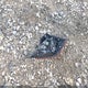 2HGFC2F79LH017771 2020 Honda Civic Ex 4Dr auction photo thumbnail 12