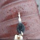 ZGULDUA11HM000011 2017 Moto Guzzi V7 Iii Anniversario auction photo thumbnail 11