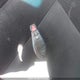 2C4RDGBG9GR162109 2016 Dodge Grand Caravan auction photo thumbnail 11
