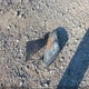 1N4BL21E38C197638 2008 Nissan Altima 3.5 Sl auction photo thumbnail 12