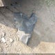 KMHD84LF5HU091817 2017 Hyundai Elantra Se/Value/Limited auction photo thumbnail 12