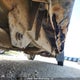 1GCCS13EX98142827 2009 Chevrolet Colorado auction photo thumbnail 14