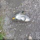 KNDPM3AC3H7222113 2017 Kia Sportage Lx auction photo thumbnail 12
